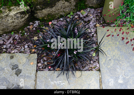 Ophiopogon planiscapus nigrescens mondo noir black grass touffe lilyturf patio entre plaques croissante Banque D'Images