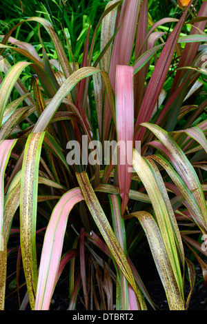 Phormium jester lin de Nouvelle-zélande feuilles vert rouge orange rose dentelle à motifs bigarrés de bronze Banque D'Images