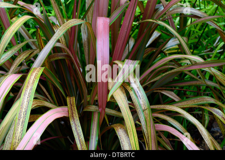 Phormium jester lin de Nouvelle-zélande feuilles vert rouge orange rose dentelle à motifs bigarrés de bronze Banque D'Images