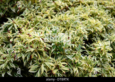 Pieris japonica Flaming Silver or vert feuillage panaché jaune arbuste à feuilles persistantes shubs contraste Banque D'Images