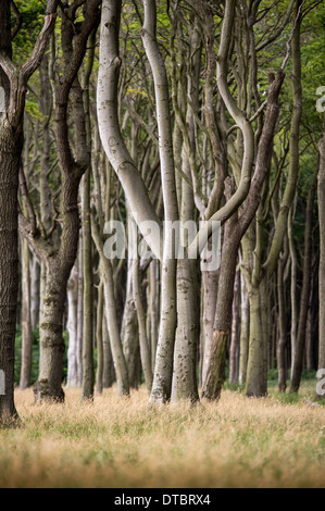 Voir à travers les arbres d'une forêt mixte Banque D'Images