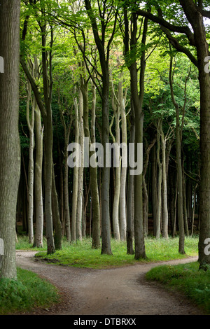 Voir à travers les arbres d'une forêt mixte Banque D'Images