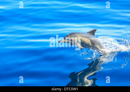 Seul Dauphin commun à long bec (Delphinus capesis) sautant hors de l'océan, de San Diego, Californie, USA Banque D'Images