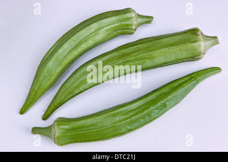 L'okra sur fond blanc, 'Abelmoschus esculentus' . Banque D'Images