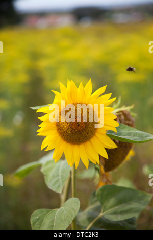 En vol d'abeilles avec Tournesol, champ Oland Suède Banque D'Images