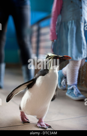 Jeune fille et mère après penguin au zoo Banque D'Images