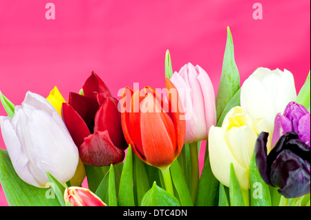 Bouquet de tulipes Hollandaises assorties sur un fond violet Banque D'Images