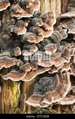 Groupe de plus en plus de champignons à rayures sur old weathered tronc de l'arbre Banque D'Images