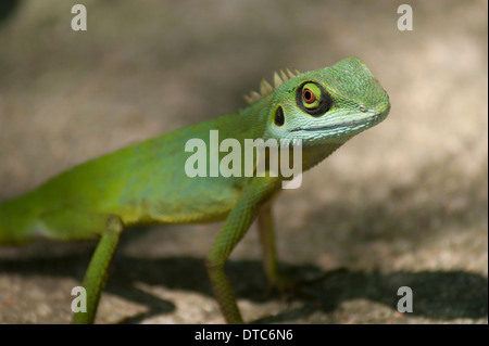 Un lézard à crête verte à Singapour. Ce petit chap nous a rencontrés sur un chemin à l'Orchid Park Banque D'Images