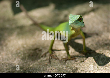 Un lézard à crête verte à Singapour Banque D'Images