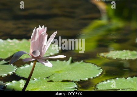 Fleur de Nénuphar rose pâle à Bali Banque D'Images