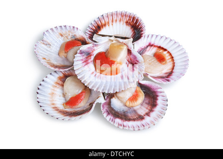 Une demi-douzaine de coquilles ouvertes frais isolé sur fond blanc Banque D'Images