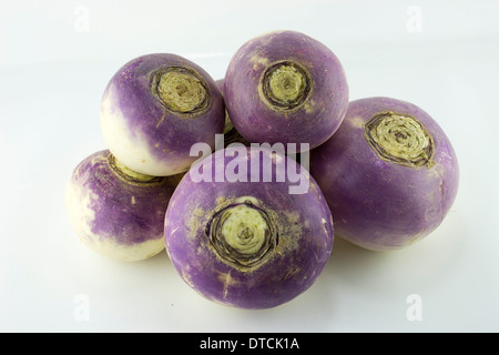 Tête violet navet sur fond blanc Banque D'Images