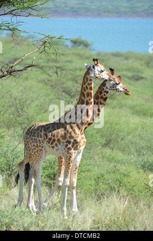 Rothschild - Ouganda Girafe Girafe (Giraffa camelopardalis) paire rotschildi Ruko Community Wildlife Conservancy Banque D'Images