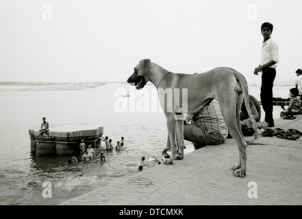 La vie sur les ghats du Gange à Bénarès Varanasi dans l'Uttar Pradesh en Inde en Asie du Sud. Vie chien chiens Wanderlust Travel Banque D'Images
