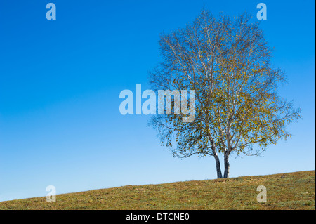 Un arbre solitaire debout sur la prairie Banque D'Images