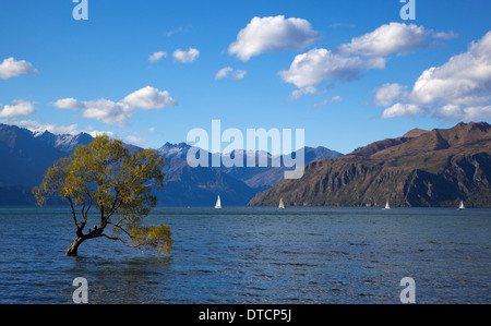 Bateaux à voile sur le lac Wanaka, Wanaka, île du Sud, Nouvelle-Zélande Banque D'Images