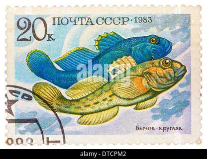 Russie - circa 1983 : timbres par la Russie, montre les poissons, Neogobius fluviailis, vers 1983 Banque D'Images