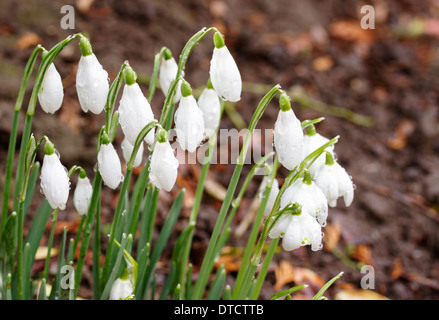 Perce-neige avec des gouttes de rosée dans le jardin en pleine croissance Banque D'Images