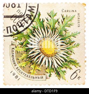 Urss - circa 1981 : timbre imprimé en URSS montre une fleur Carlina acaulis, série, vers 1981 Banque D'Images