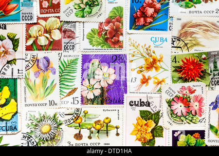 Urss - circa 1984 : timbre imprimé en URSS Montre fleur, circa 1984 Banque D'Images