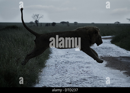 Sauts Lion river. Le Parc National du Serengeti. La Tanzanie. Afrique Panthera leo Banque D'Images