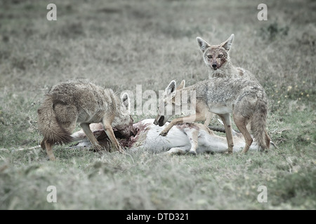 Le chacal doré (Canis aureus) manger une Impala ils ont ramené le Parc National du Serengeti en Tanzanie Banque D'Images