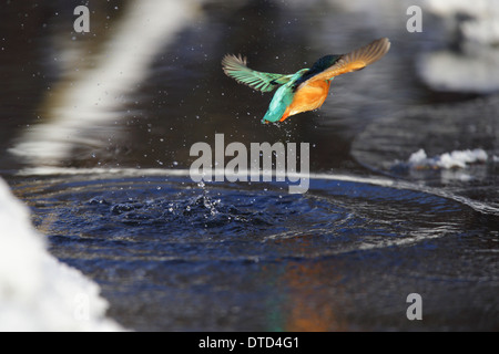 Kingfisher (Alcedo atthis pêche) qui sortent de l'eau en hiver, l'Europe. Banque D'Images