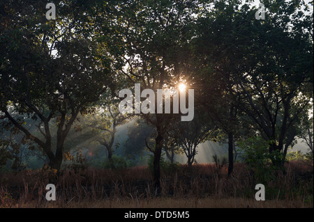 Le parc indigène du Xingu, Mato Grosso, Brésil. Aldeia Matipu ; la lumière du Soleil qui traverse la forêt à l'aube. Banque D'Images