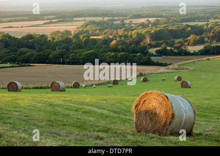 Bottes de foin sur les South Downs près de Polegate, East Sussex, UK. Banque D'Images