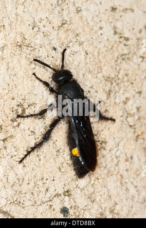 Wasp Scoliid Borstige Dolchwespe, femme,, Weibchen, Scolia hirta, Scolia hirta ssp. unifasciata, Scolia hirta unifasciata Banque D'Images