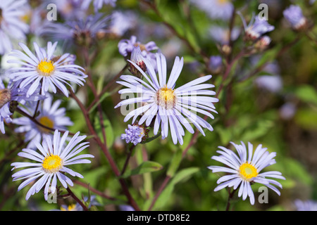 European Michaelmas Daisy, italien, italien Aster Starwort, Berg-Aster Kalk-Aster Sommer-Aster,,,, Aster amellus Bergaster Banque D'Images