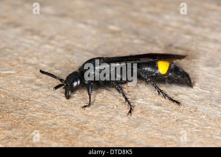 Wasp Scoliid Borstige Dolchwespe, femme,, Weibchen, Scolia hirta, Scolia hirta ssp. unifasciata, Scolia hirta unifasciata Banque D'Images