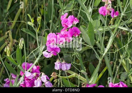 Everlasting Pois, pois vivaces vivaces, peavine, Breitblättrige Platterbse Lathyrus latifolius, Staudenwicke, Banque D'Images