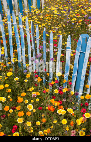 Parterre de fleurs, lit, lit de fleur, fleur fleurs pré, prairie, fleurs, jardin clôture, Blumenwiese, Wildkräuter-Wiese, Thousand Oaks Real Banque D'Images