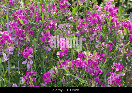 Everlasting Pois, pois vivaces vivaces, peavine, Breitblättrige Platterbse Lathyrus latifolius, Staudenwicke, Banque D'Images