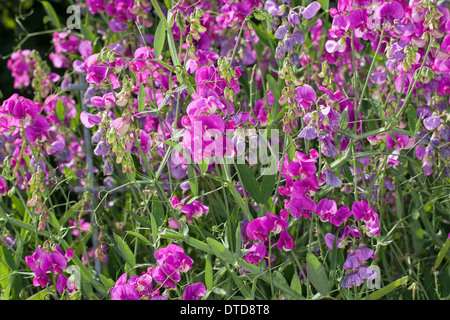 Everlasting Pois, pois vivaces vivaces, peavine, Breitblättrige Platterbse Lathyrus latifolius, Staudenwicke, Banque D'Images