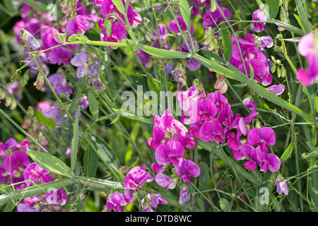 Everlasting Pois, pois vivaces vivaces, peavine, Breitblättrige Platterbse Lathyrus latifolius, Staudenwicke, Banque D'Images