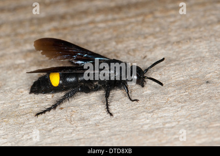 Wasp Scoliid Borstige Dolchwespe, femme,, Weibchen, Scolia hirta, Scolia hirta ssp. unifasciata, Scolia hirta unifasciata Banque D'Images