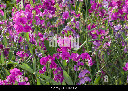 Everlasting Pois, pois vivaces vivaces, peavine, Breitblättrige Platterbse Lathyrus latifolius, Staudenwicke, Banque D'Images