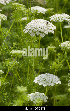 Dent, ramassage, bisnaga toothpickweed, khella, Zahnstochre-Ammei Zahnstochrekraut Ammei, Echter, Ammi visnaga, Daucus, visnaga Banque D'Images