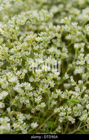 Knawel vivaces, Knäuel Ausdauerndes Knäuelkraut, Ausdauernder, Scleranthus perennis Banque D'Images
