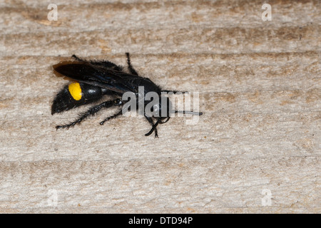 Wasp Scoliid Borstige Dolchwespe, femme,, Weibchen, Scolia hirta, Scolia hirta ssp. unifasciata, Scolia hirta unifasciata Banque D'Images