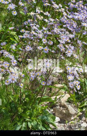 European Michaelmas Daisy, italien, italien Aster Starwort, Berg-Aster Kalk-Aster Sommer-Aster,,,, Aster amellus Bergaster Banque D'Images