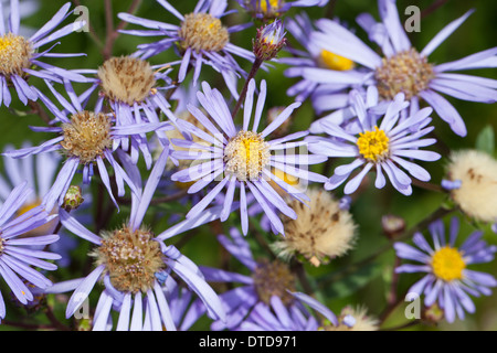 European Michaelmas Daisy, italien, italien Aster Starwort, Berg-Aster Kalk-Aster Sommer-Aster,,,, Aster amellus Bergaster Banque D'Images