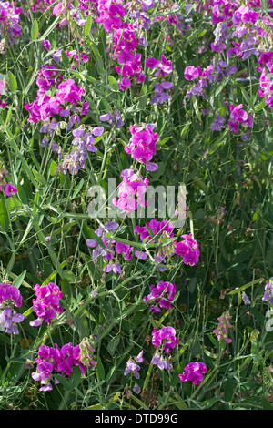 Everlasting Pois, pois vivaces vivaces, peavine, Breitblättrige Platterbse Lathyrus latifolius, Staudenwicke, Banque D'Images