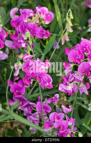 Everlasting Pois, pois vivaces vivaces, peavine, Breitblättrige Platterbse Lathyrus latifolius, Staudenwicke, Banque D'Images