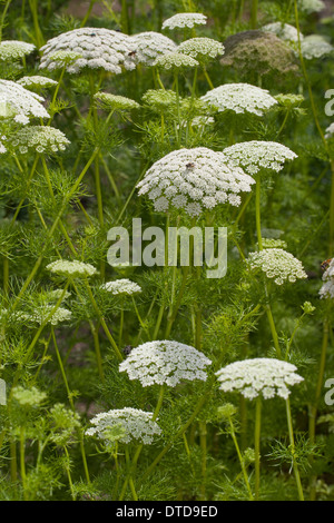 Dent, ramassage, bisnaga toothpickweed, khella, Zahnstochre-Ammei Zahnstochrekraut Ammei Misteli,,,, Ammei , Daucus visnaga Banque D'Images