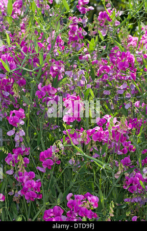 Everlasting Pois, pois vivaces vivaces, peavine, Breitblättrige Platterbse Lathyrus latifolius, Staudenwicke, Banque D'Images