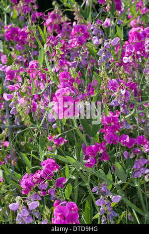 Everlasting Pois, pois vivaces vivaces, peavine, Breitblättrige Platterbse Lathyrus latifolius, Staudenwicke, Banque D'Images